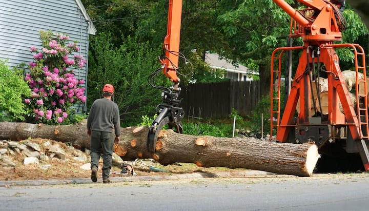 edison tree removal