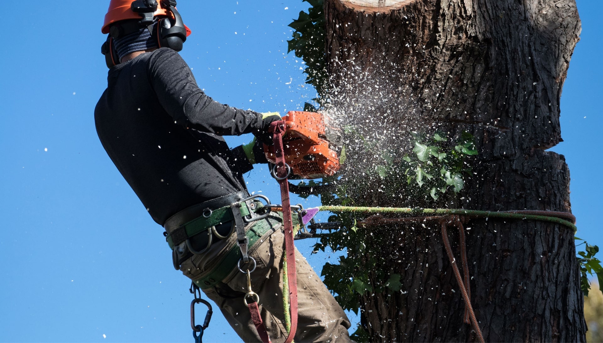 edison tree removal